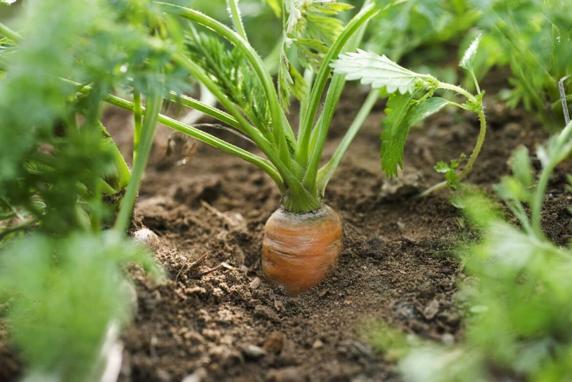 9 Companion Plants That Help Carrots Thrive