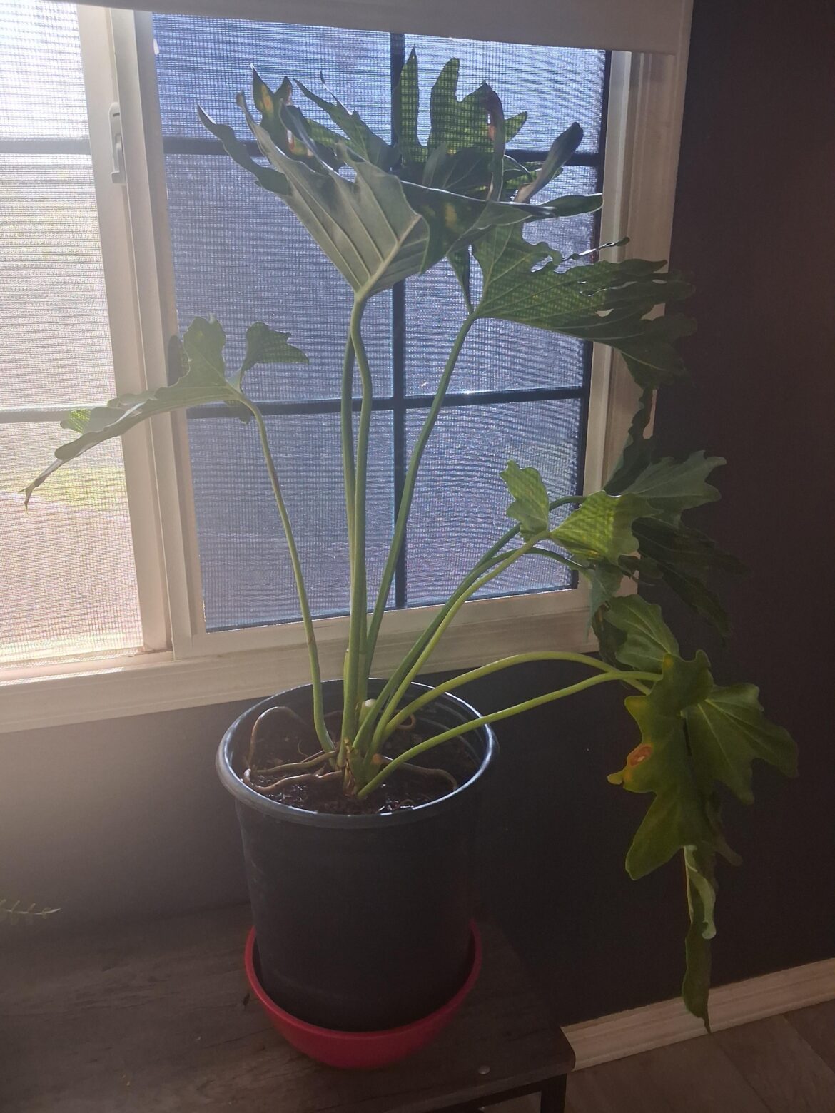 recieved plant.