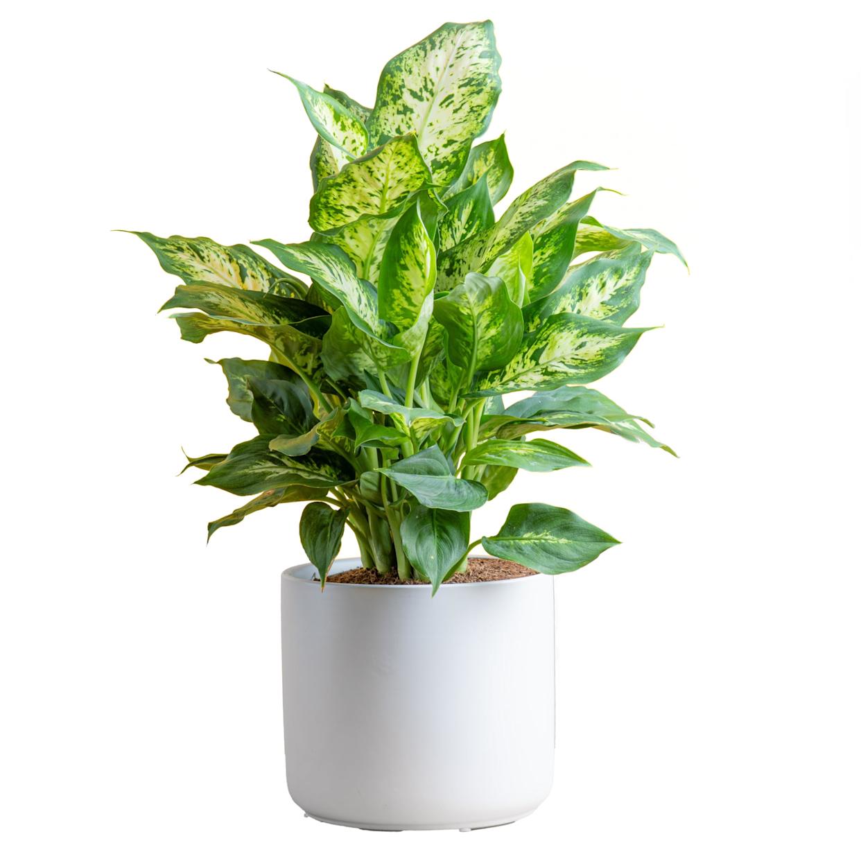 37 Low-Light Houseplants That THRIVE in Darkness