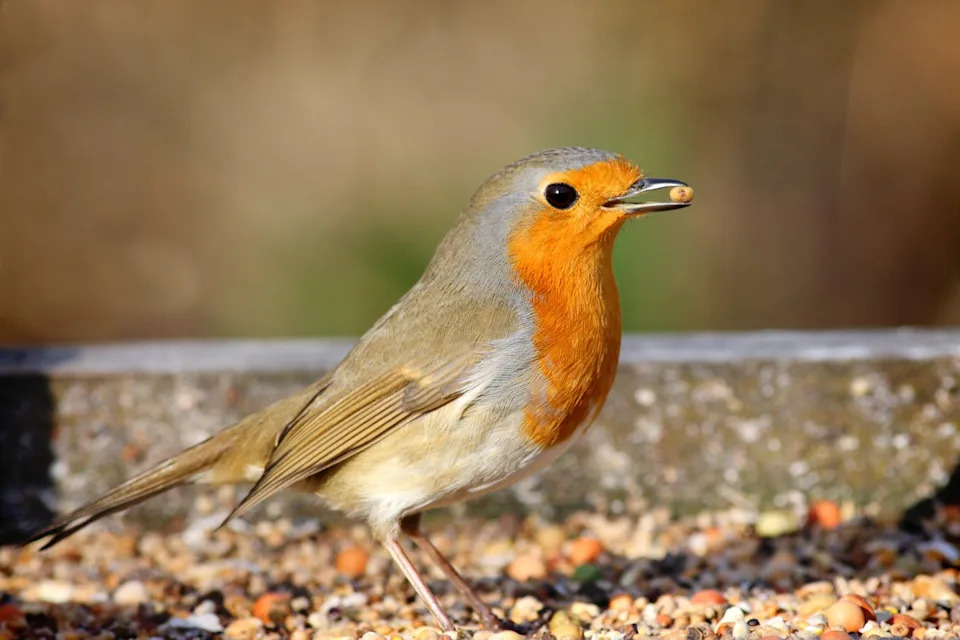 red robin picking up seeds at bird feed table.