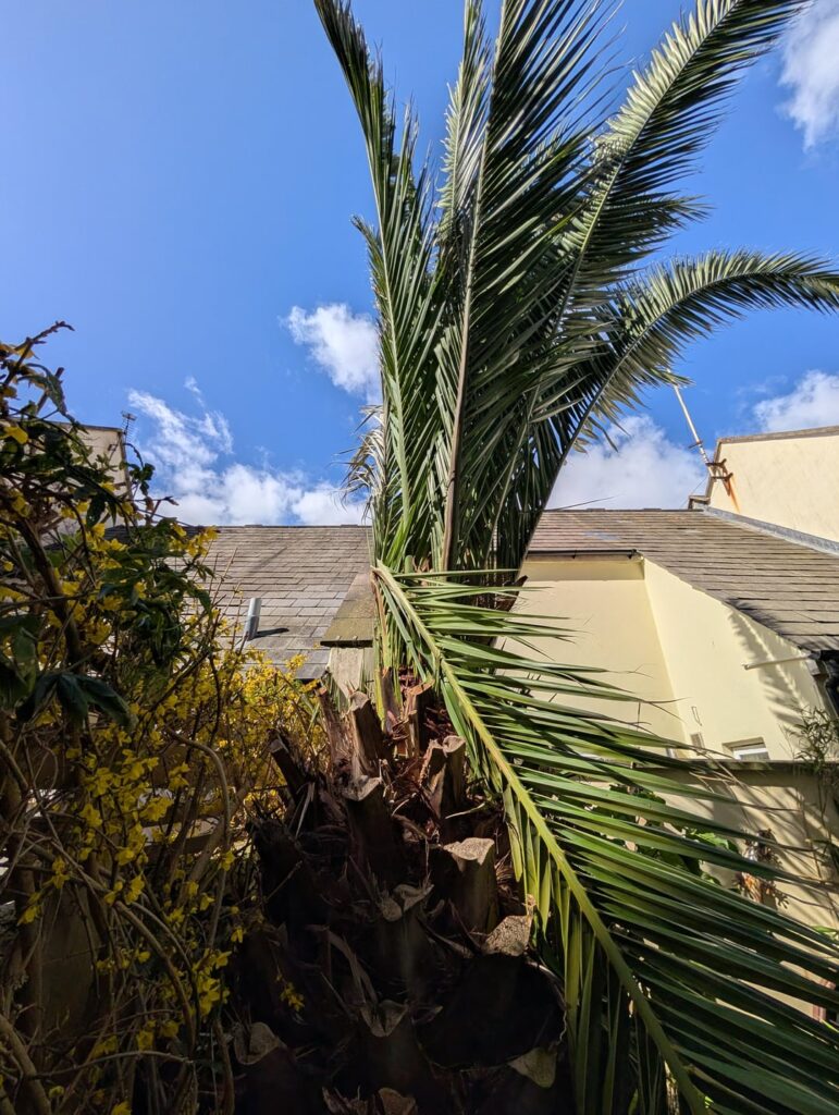 What’s wrong with my palm tree? What's wrong with my palm tree?