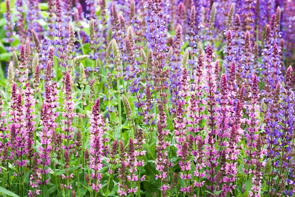 Perennial Sage (Salvia nemarosa): 'Amethyst' and 'Cardonna' - IV