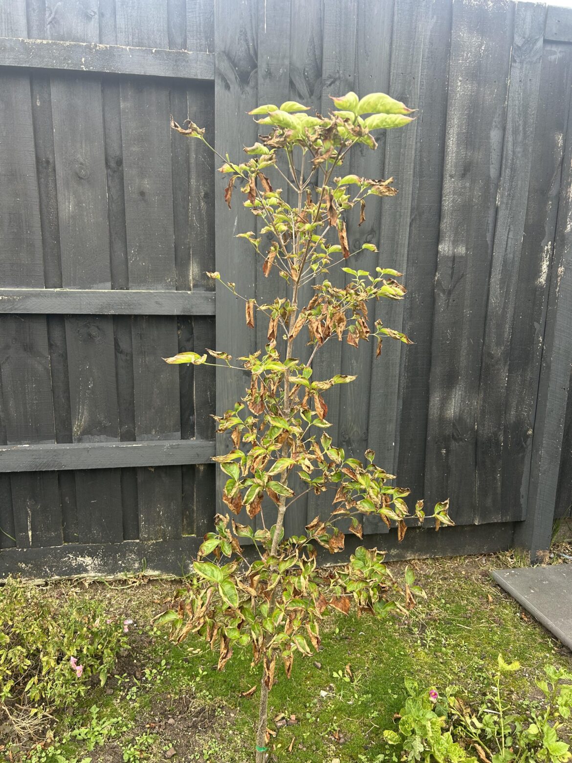 Does anyone know what’s wrong with my plant?