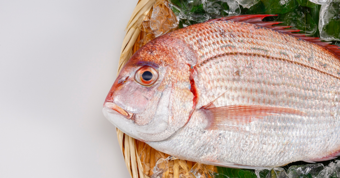 Miami Gardens man cited for illegal mangrove snapper near Islamorada bridge Miami Gardens man cited for illegal mangrove snapper near Islamorada bridge