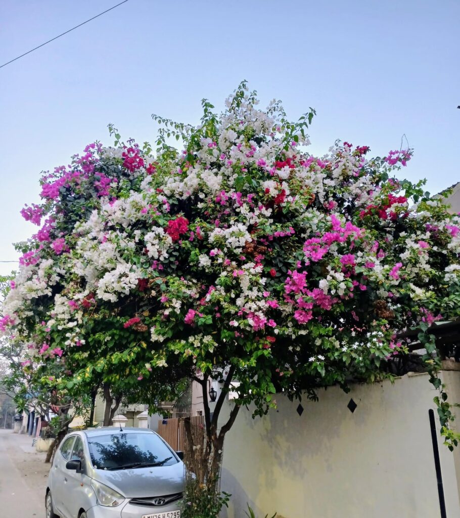 Beautiful bougainvillea....