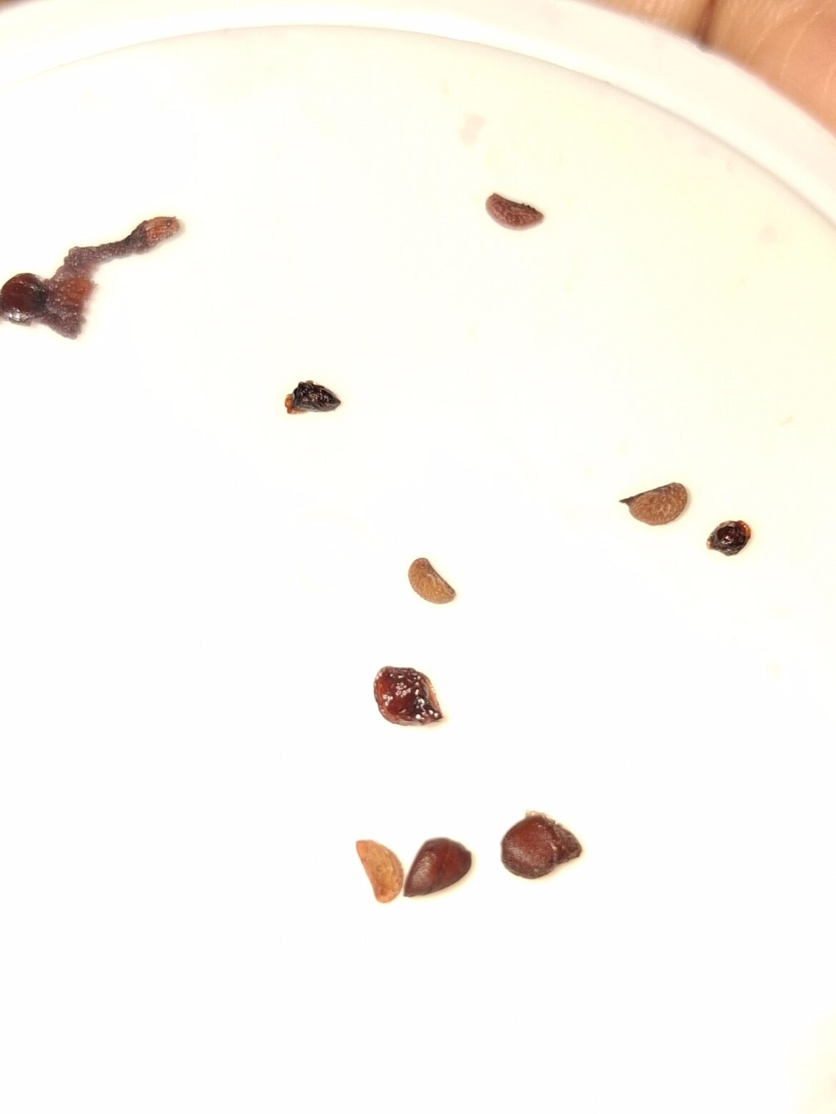 What are these seeds ?