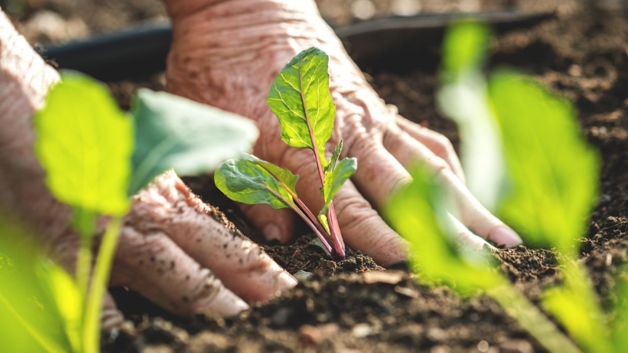 Farmer´s hands planting kohlrabi seedling in vegetable garden. Gardening at spring. Homegrown produce in organic farm