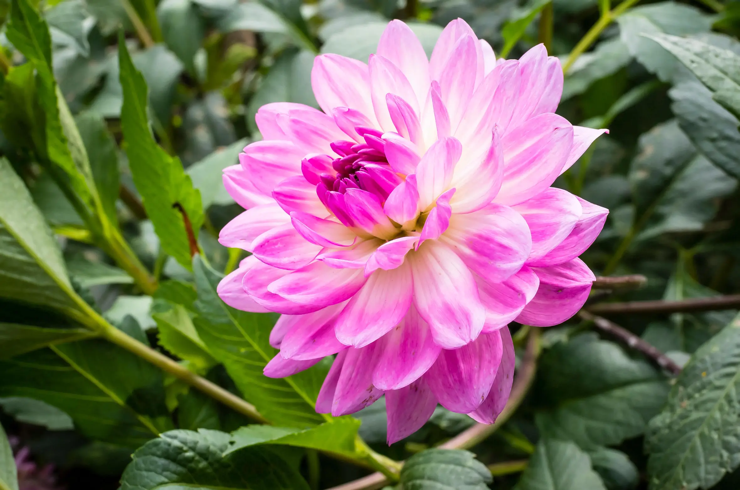 Pink Dahlia Nepos flower among green leaves.