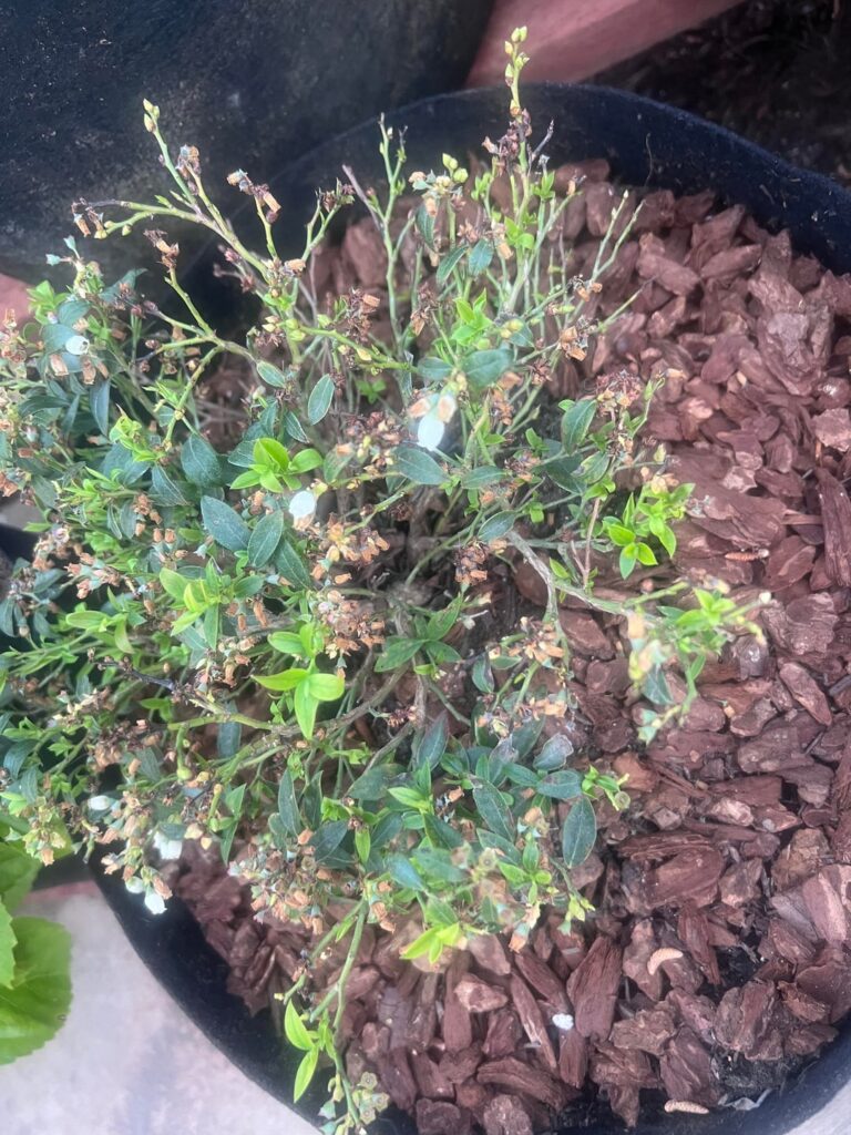 Why are my Blueberry flowers dying so Why are my Blueberry flowers dying so
