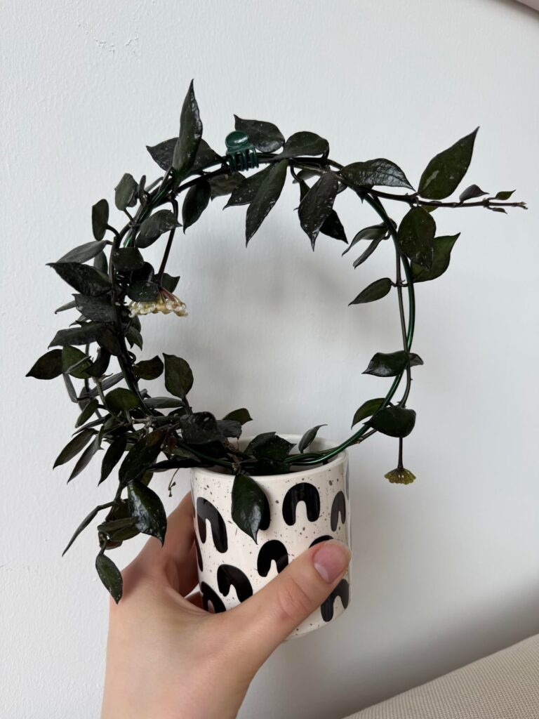 Lacunosa black queen