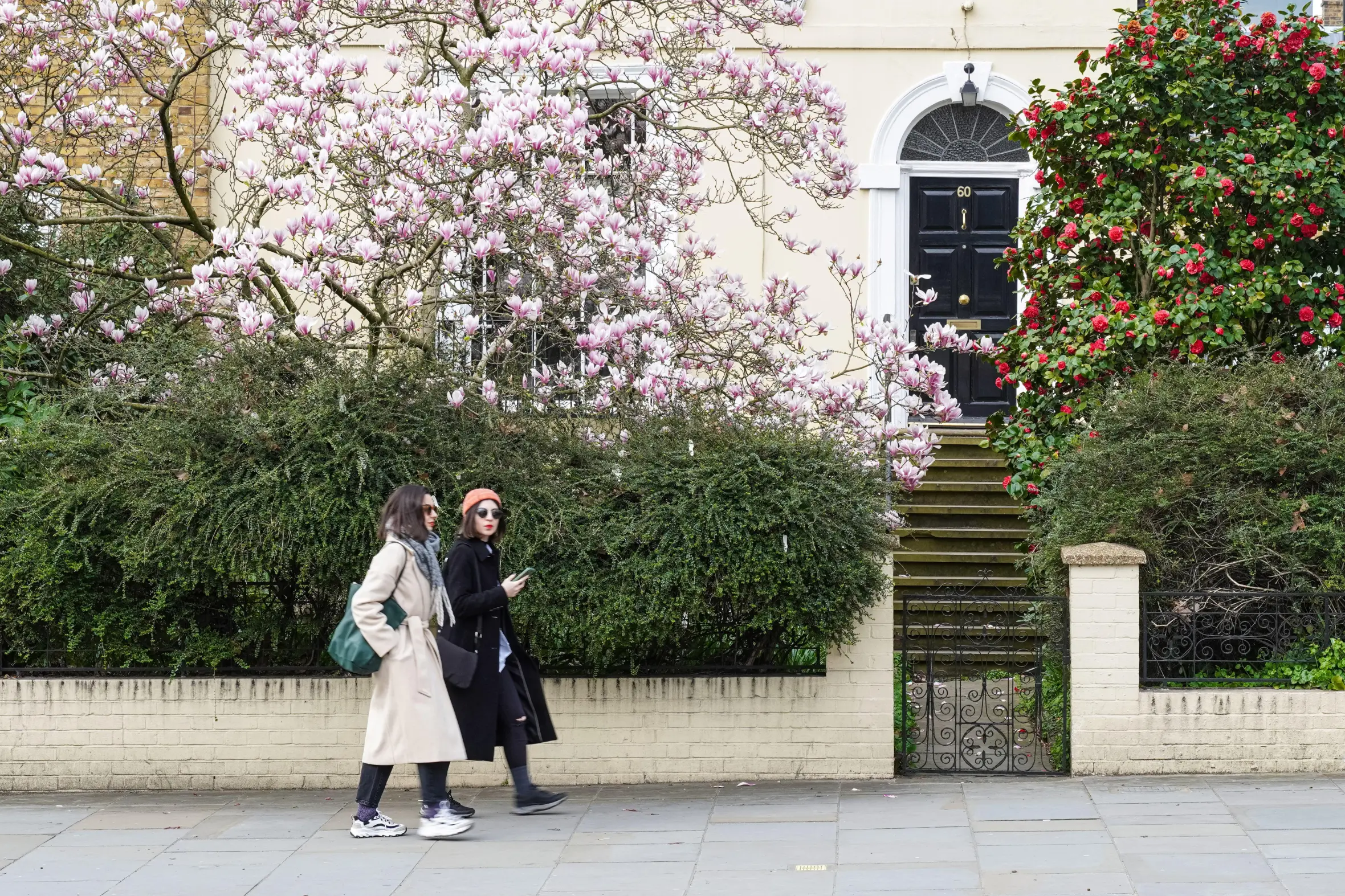 Two women walk past a blooming magnolia tree in Notting Hill, London.