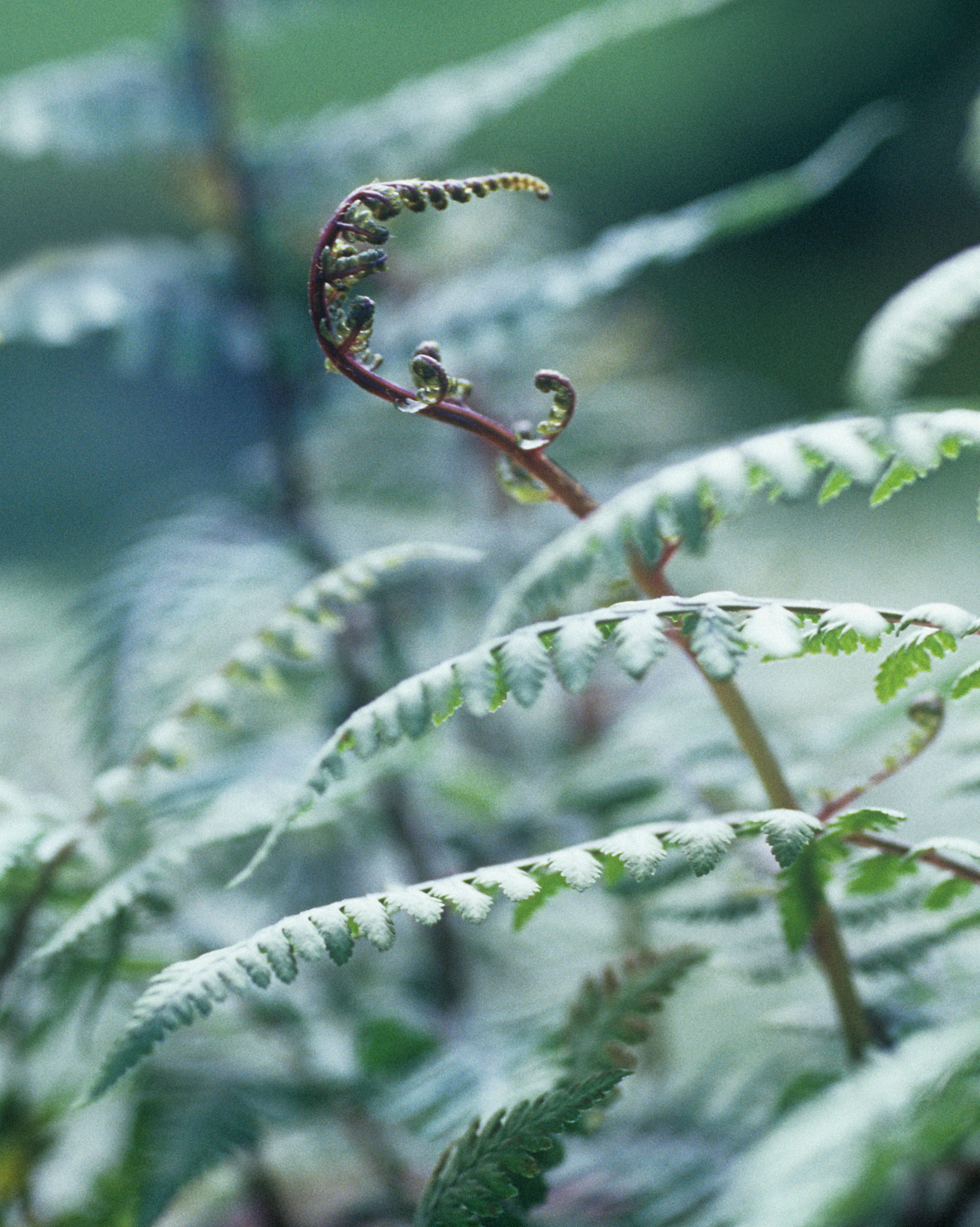 japanese painted fern.