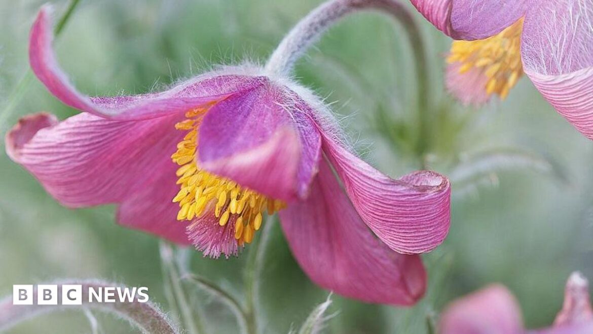 Deadline nears for Birmingham botanical gardens photo competition Small Prophets