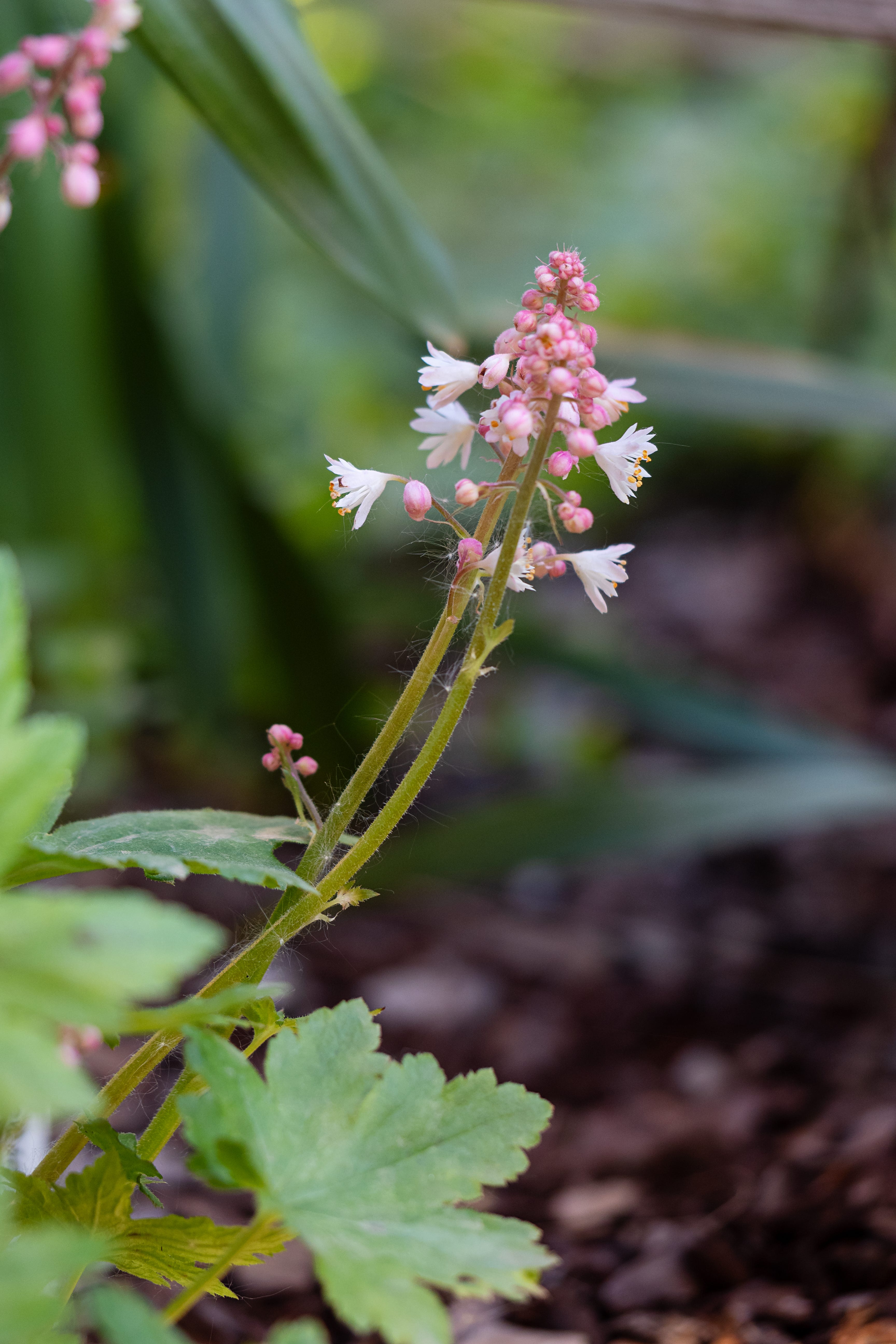 Extreme close-up of blooming pink Heucherella flowers in natural background at spring garen flowerbed. Heucherella Pink revolution