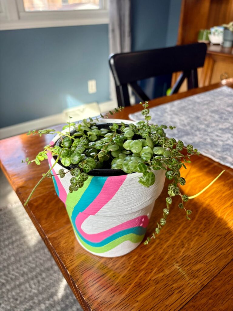 my SOT 🐢🥰