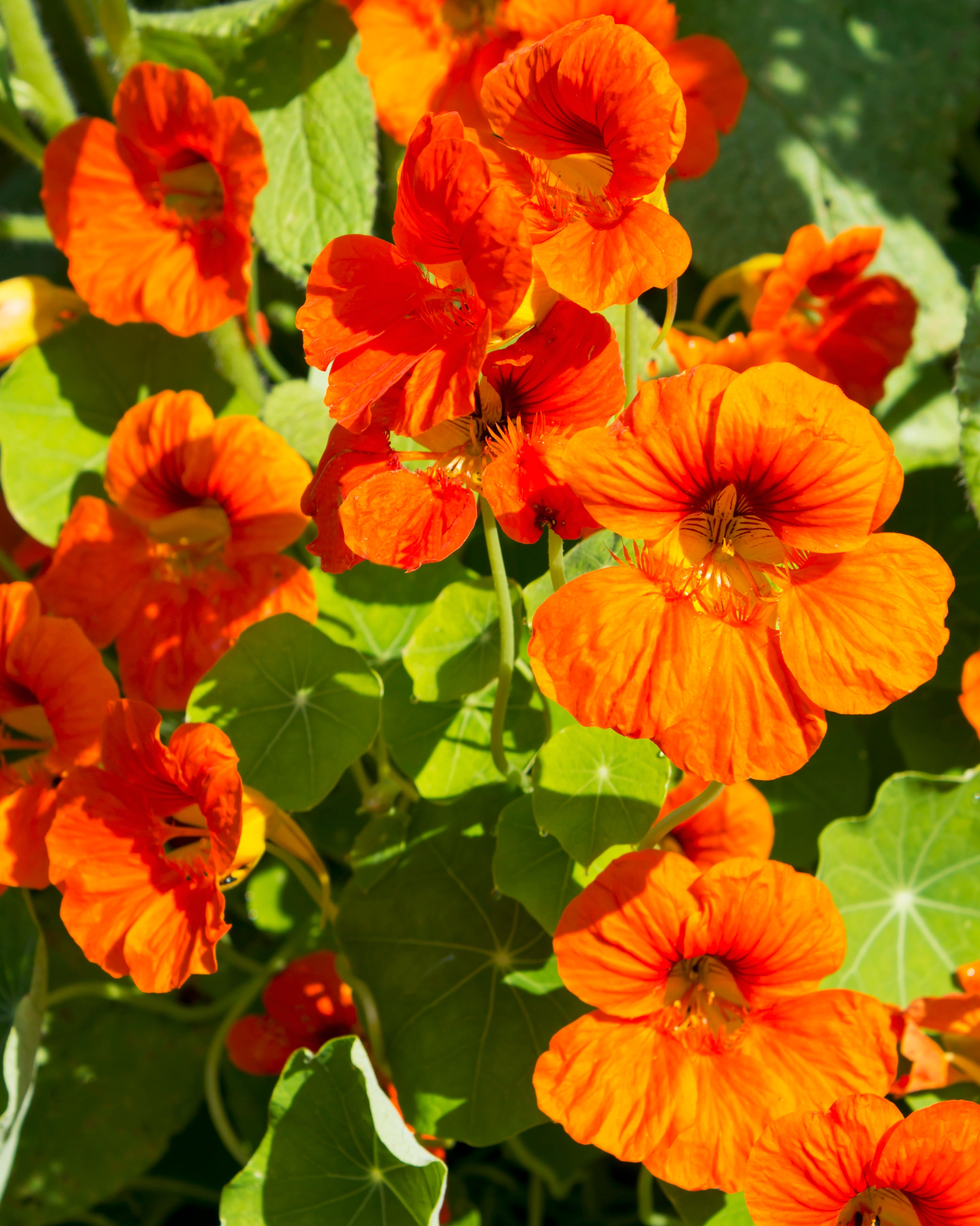 nasturtium orange flowers