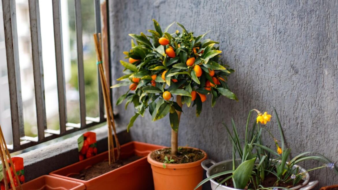 12 Dwarf Fruit Trees Perfect for Small Spaces, Patios, and Indoors 12 Dwarf Fruit Trees Perfect for Small Spaces, Patios, and Indoors