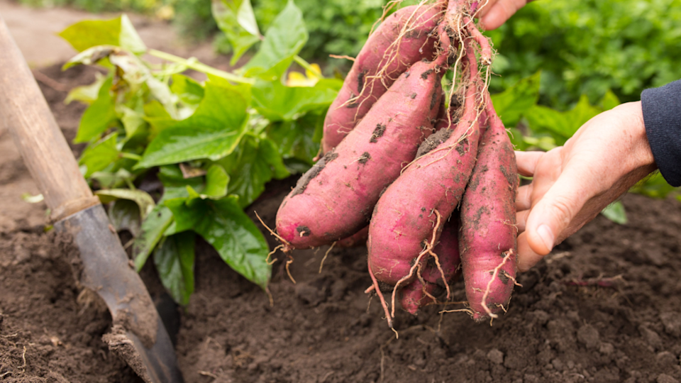 sweet potato harvest