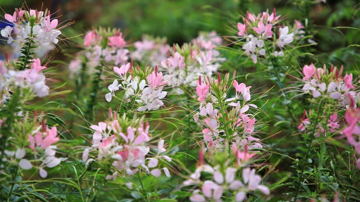 pink flowers garden,Spider flower ,Cleome spinosa, Ornamental flowers in the garden