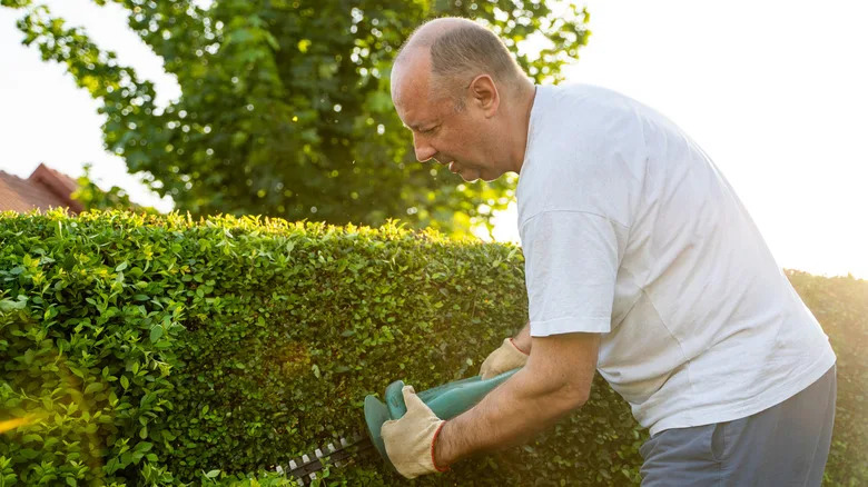 A man trims a hedge in a garden
