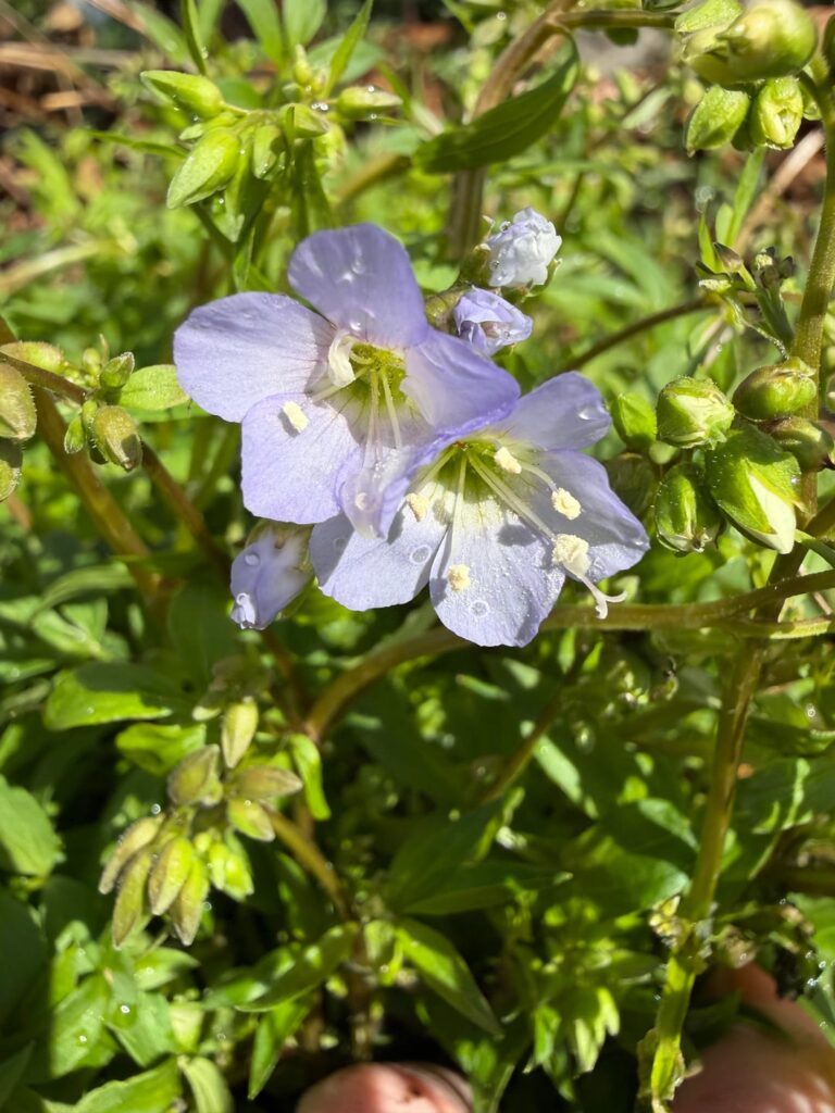 Jacob’s Ladder 2026 (Polemonium reptans)