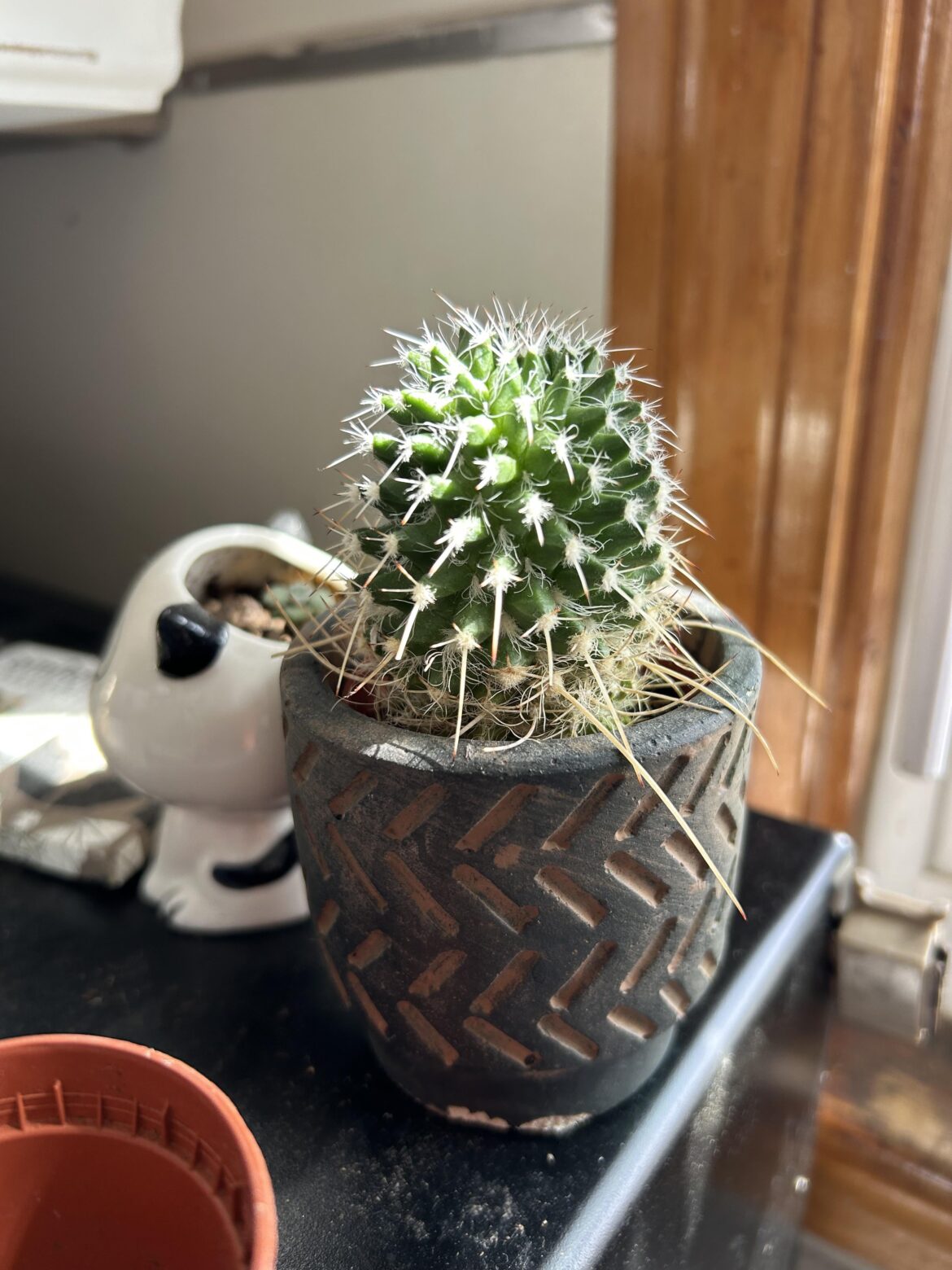 Did I kill a hard to kill plant in my depressive state?