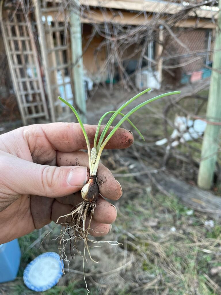 Thick Grass-Like Tendrils, Bulb Root, Corn-Like Growth?