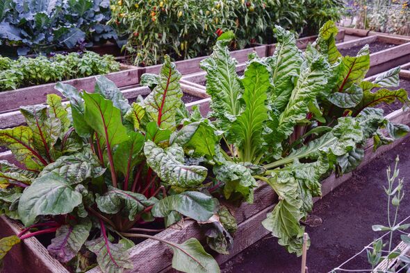 Chard in raised garden bed ready for harvest Chard in raised garden bed ready for harvest