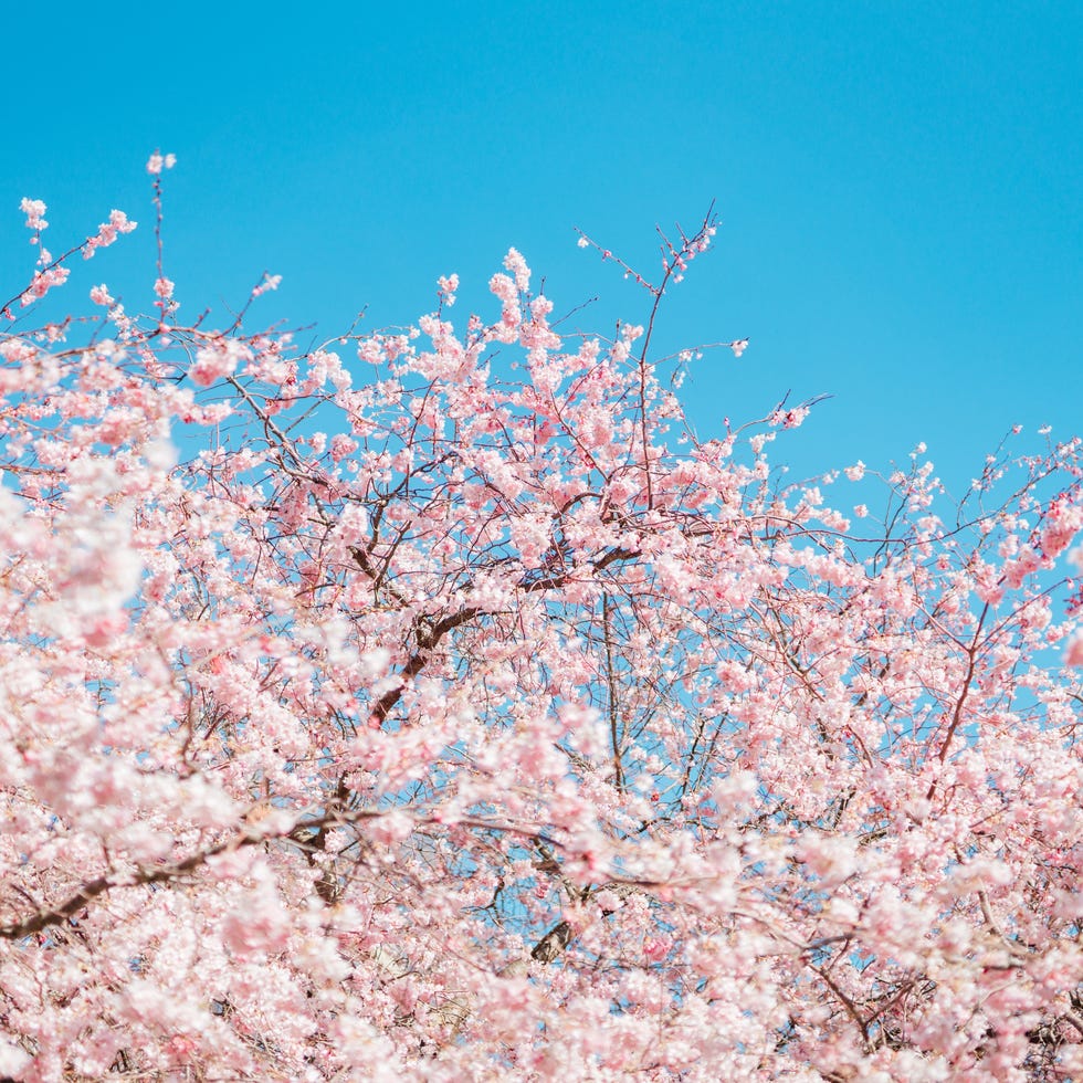 sakura tree in full bloom under clear blue sunny sky