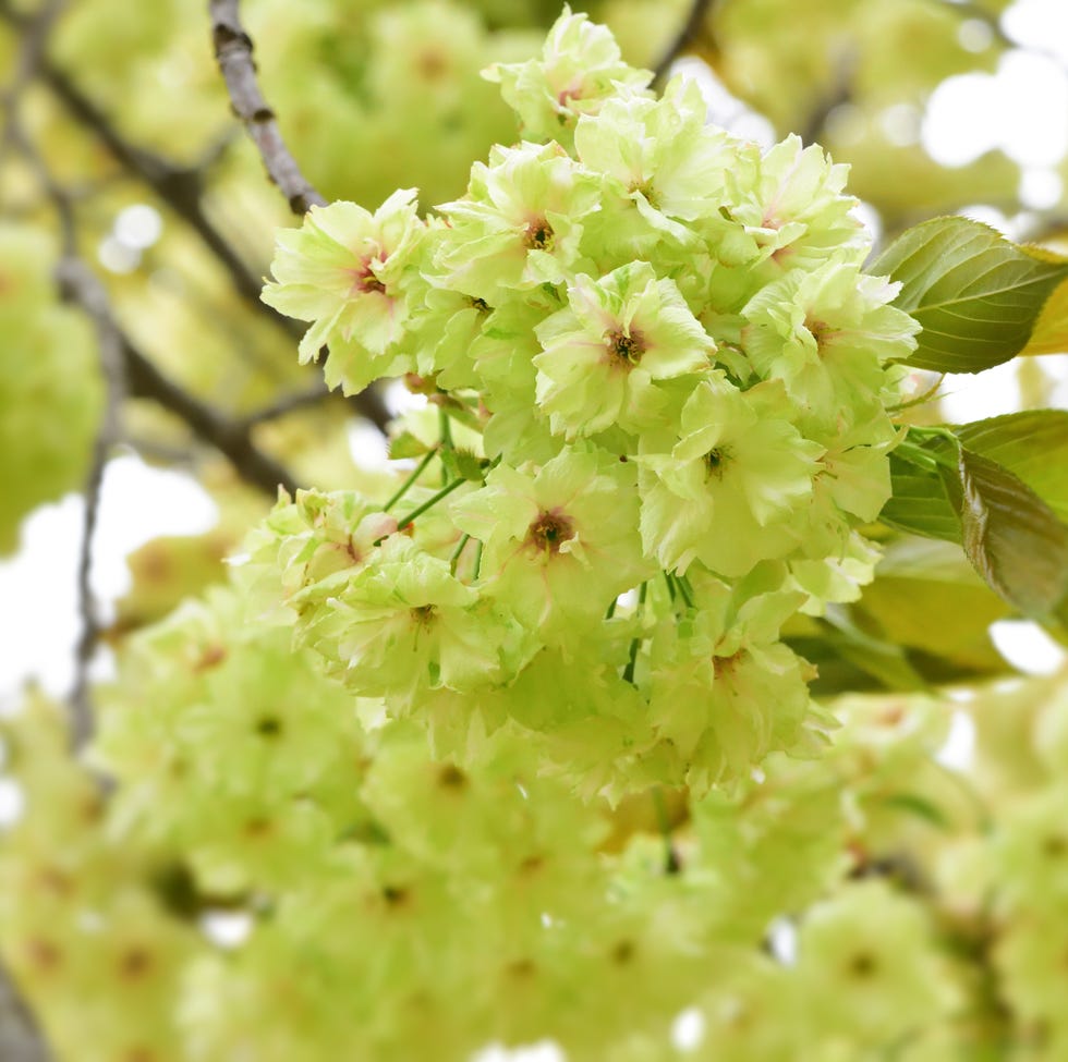 yellow cherry blossom