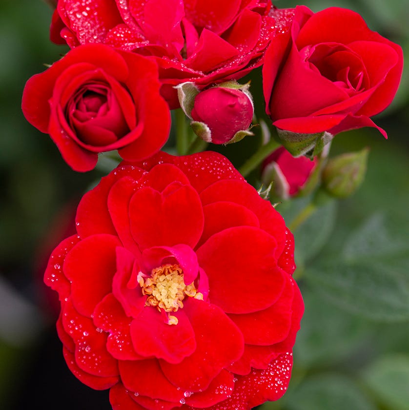 star roses and plants cherry frost