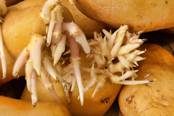 Chitting Potatoes