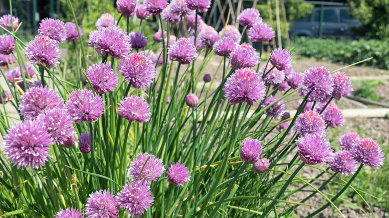 Chive plant with purple blooms in a garden