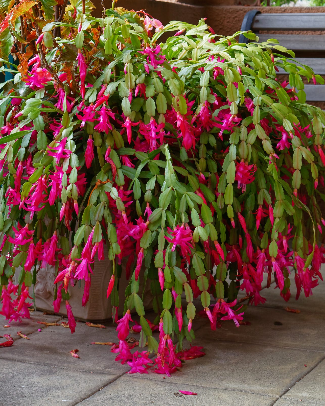 plants that grow from cuttings christmas cactus