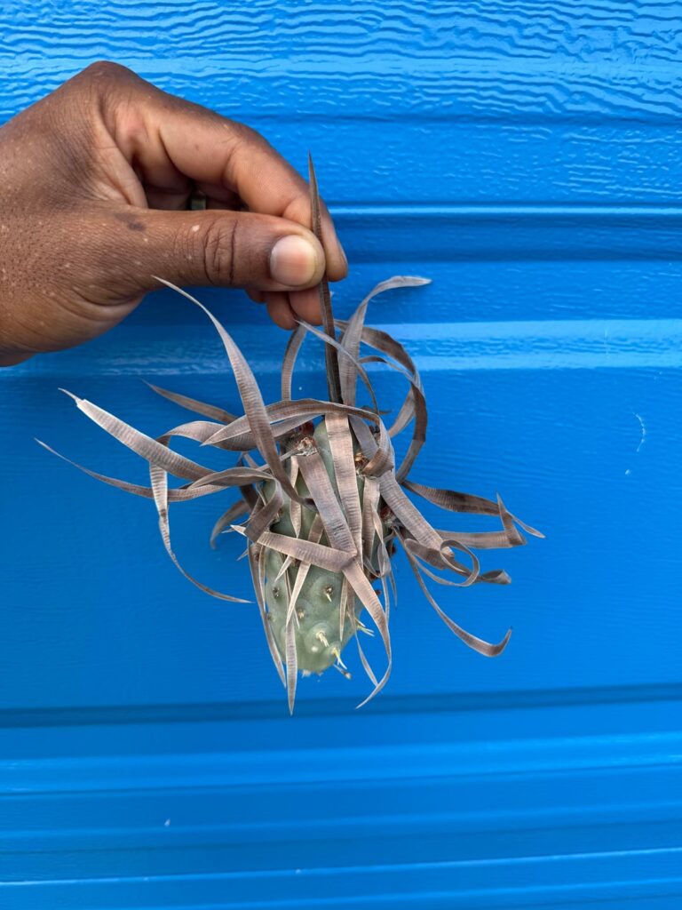 Rooted in neglect