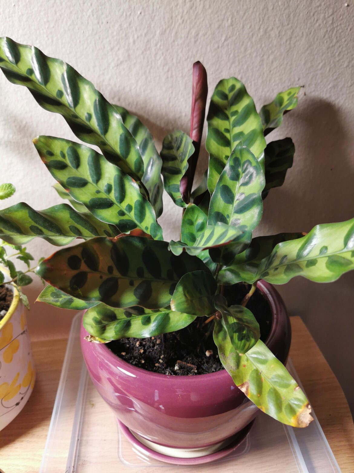 Didn’t know I was buying a finicky jungle diva Didn't know I was buying a finicky jungle diva