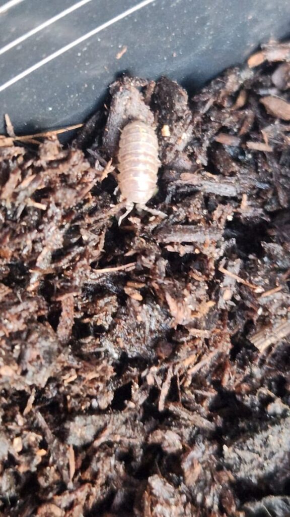 Any idea what to do with these guys (Sydney)