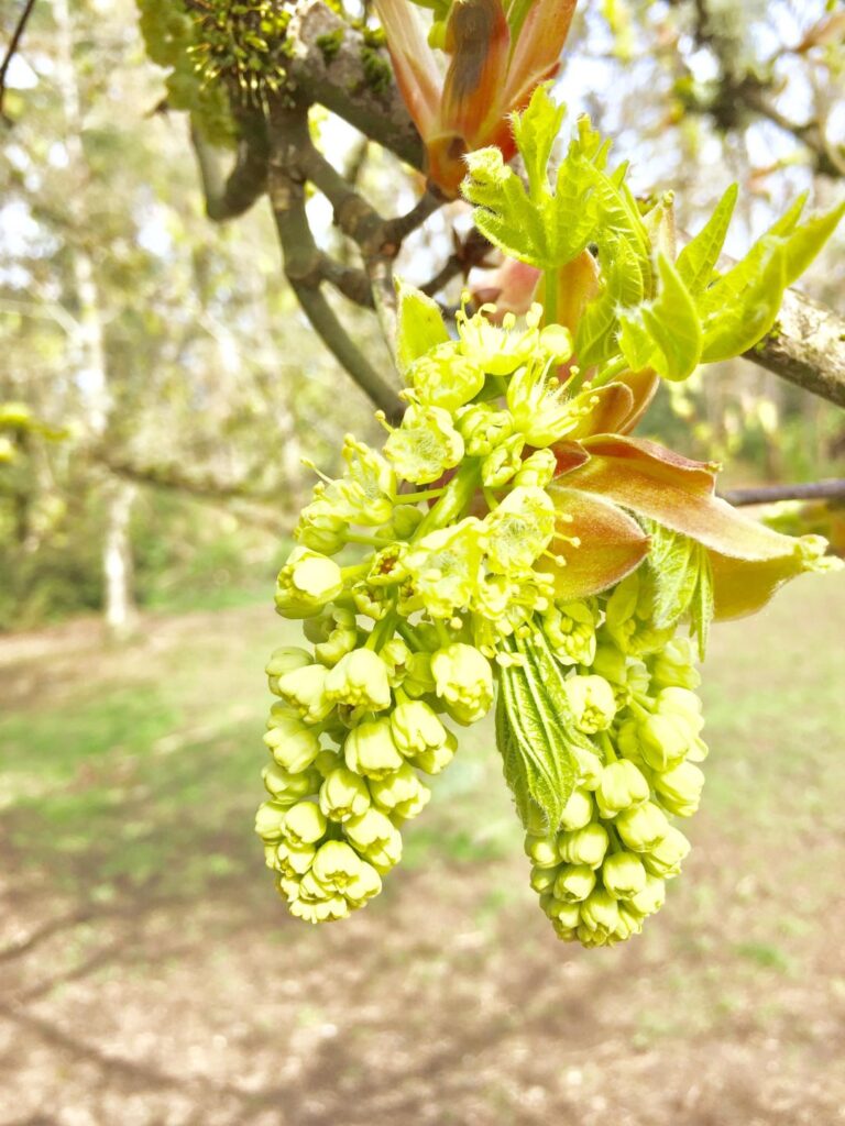 How are you guys eating your maple blossoms? Please give me ideas 🫶