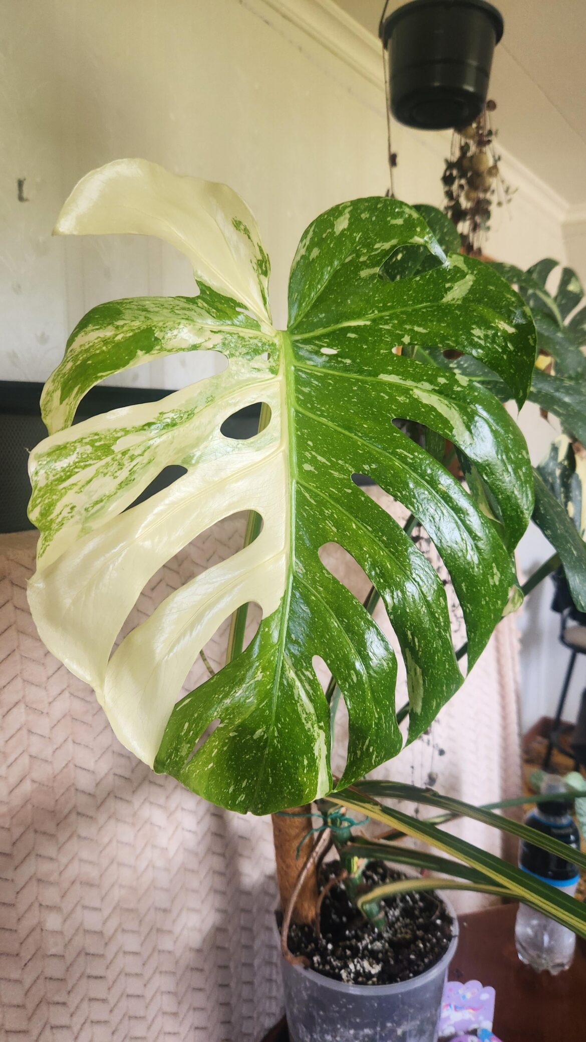 New leaf