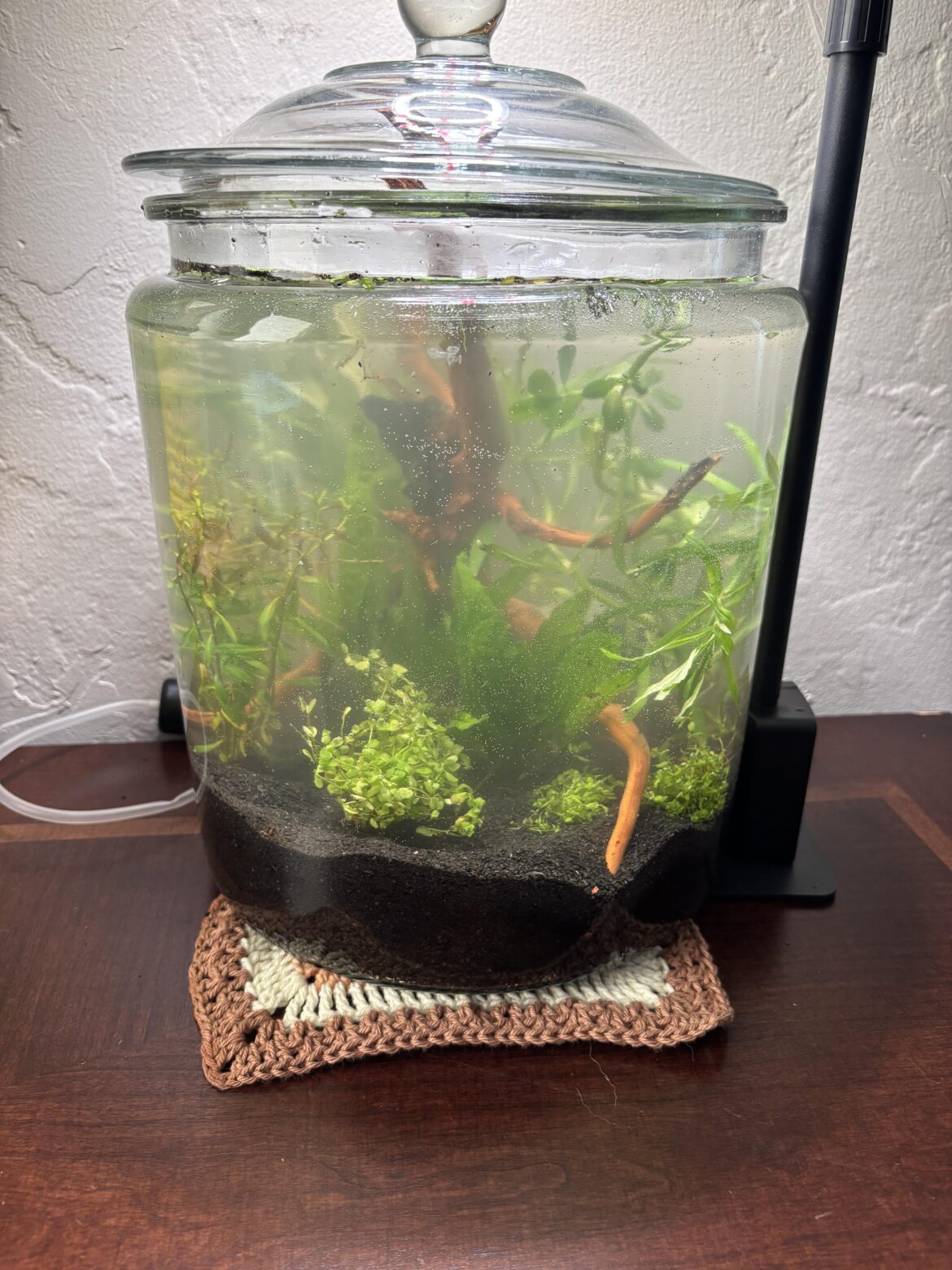 I just started a walstad jar, please let it work!