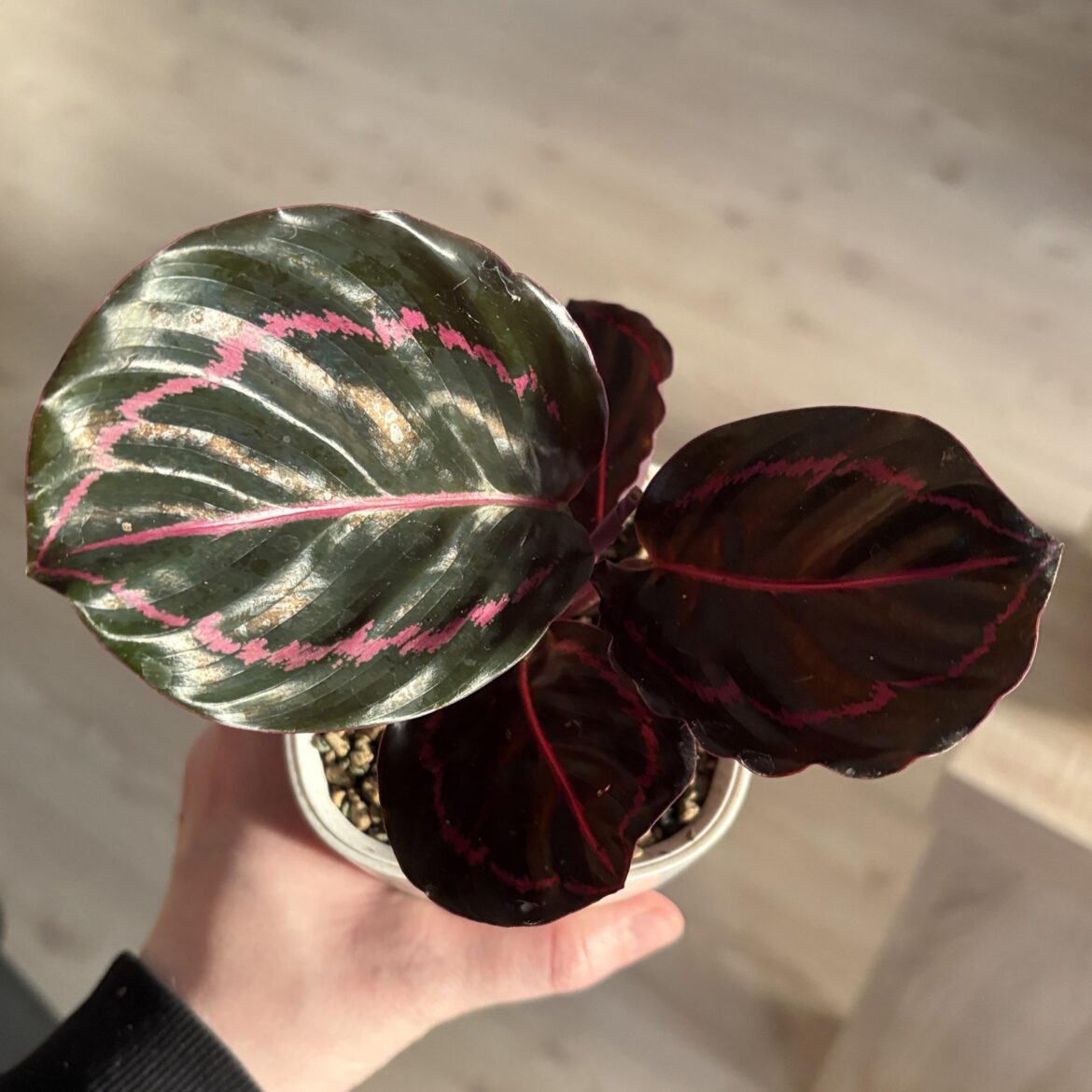 Look at my new plant! (I didn’t killed the last one and this is my reward)