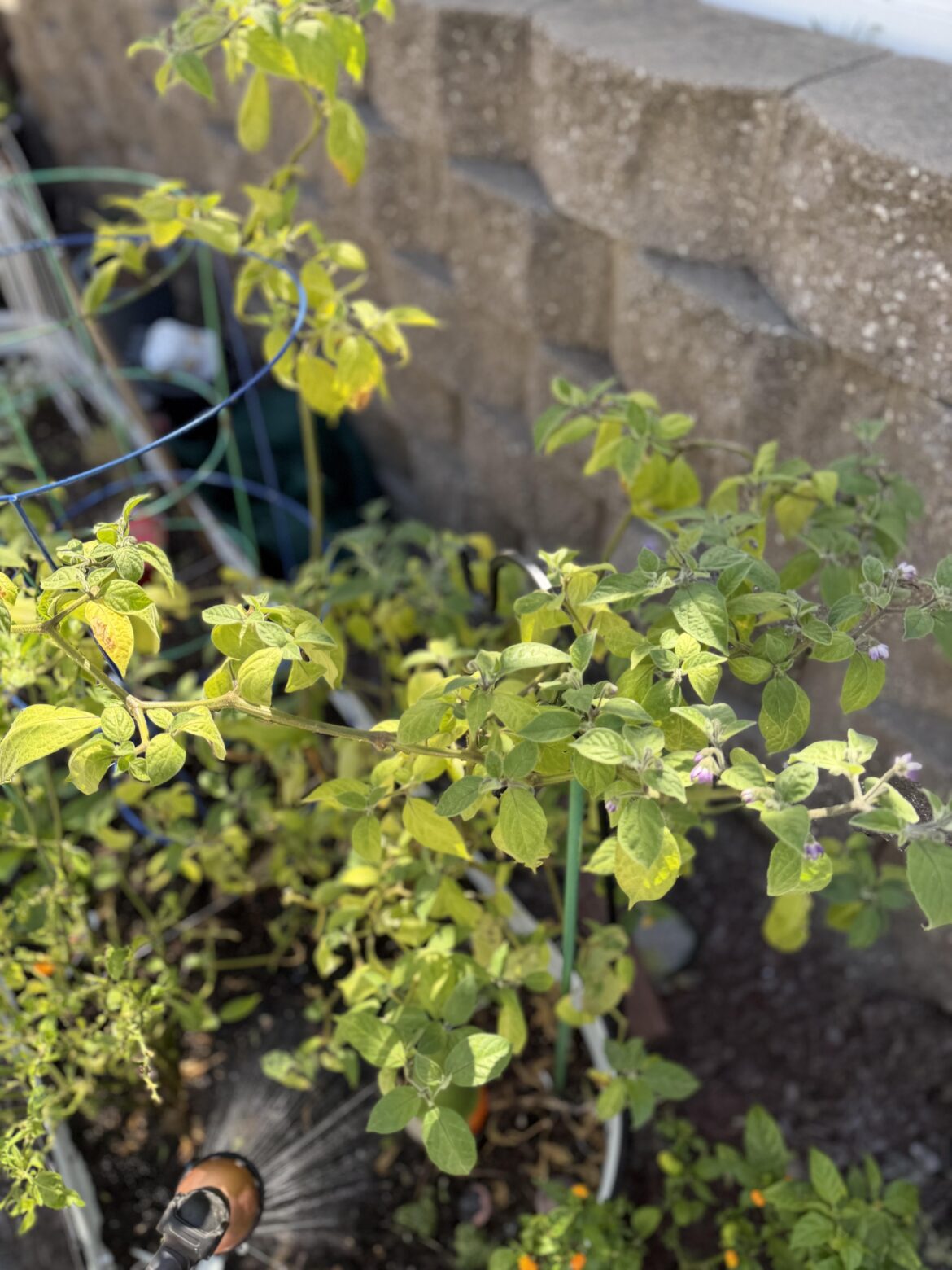 Overwintered rocoto