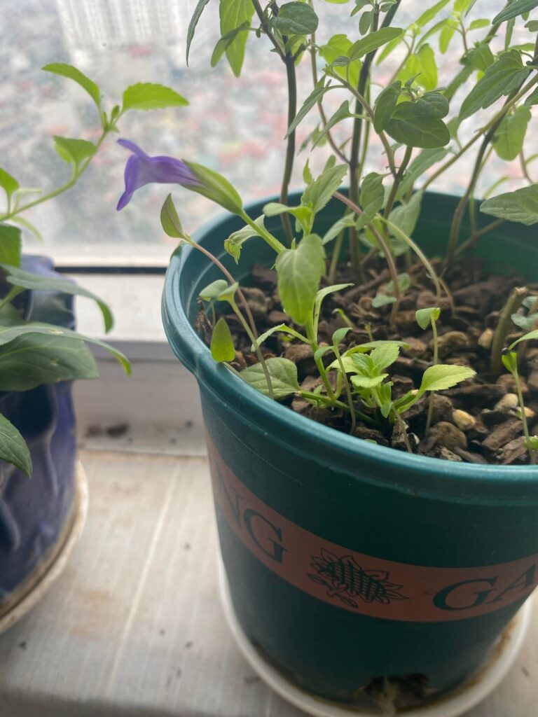 My favourite: Torenia concolor, a lesser known native.