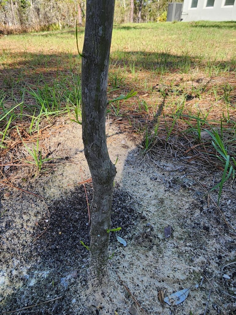 Will my tree be ok if I leave these shoots growing out of the trunk alone?