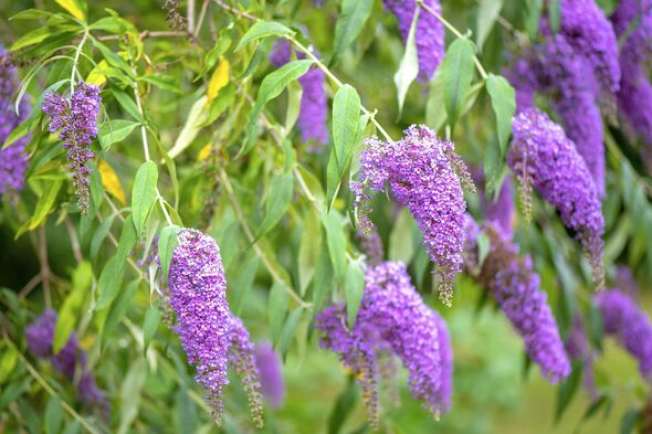 Close-up image of the beautiful summer flowering Buddleja, or Buddleia, commonly known as the butterfly bush purple flowers Close-up image of the beautiful summer flowering Buddleja, or Buddleia, commonly known as the butterfly bush purple flowers