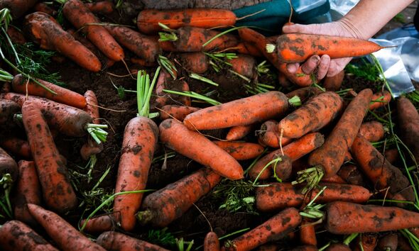 Close up of hands holding freshly picked carrots Close up of hands holding freshly picked carrots