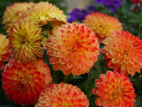 Close-Up Of Orange Dahlia Flowers