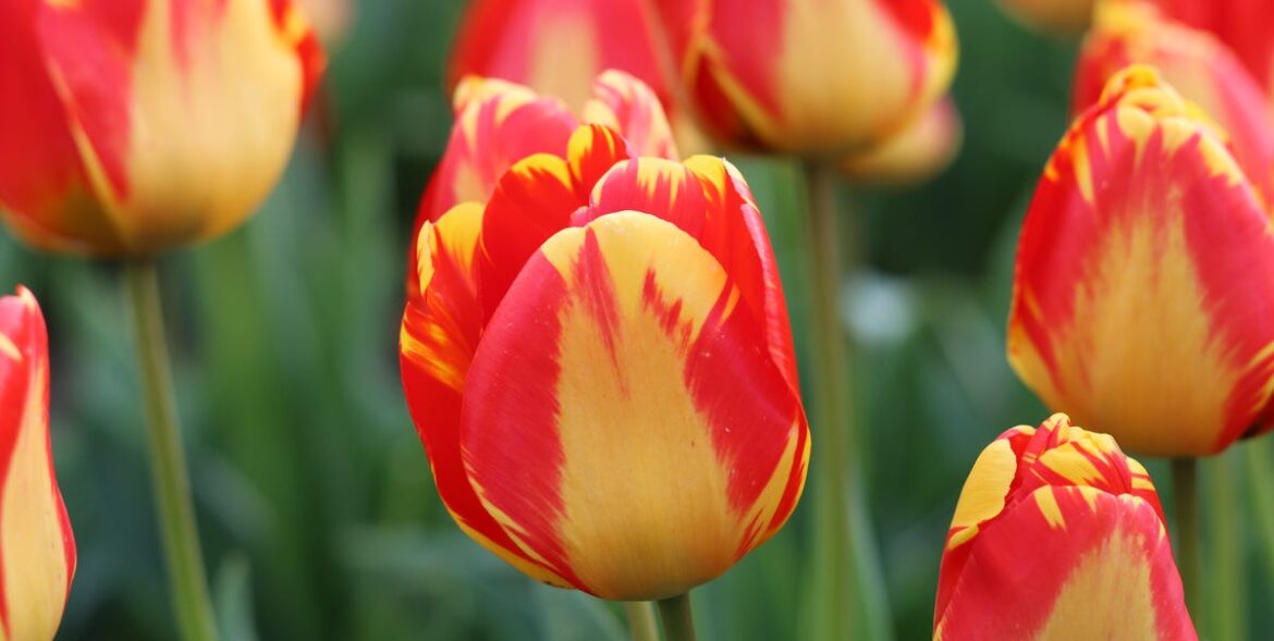 Gardeners Urged to Check Tulips Now for Signs of ‘Tulip Fire’
