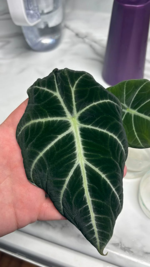 I love my Alocasias!