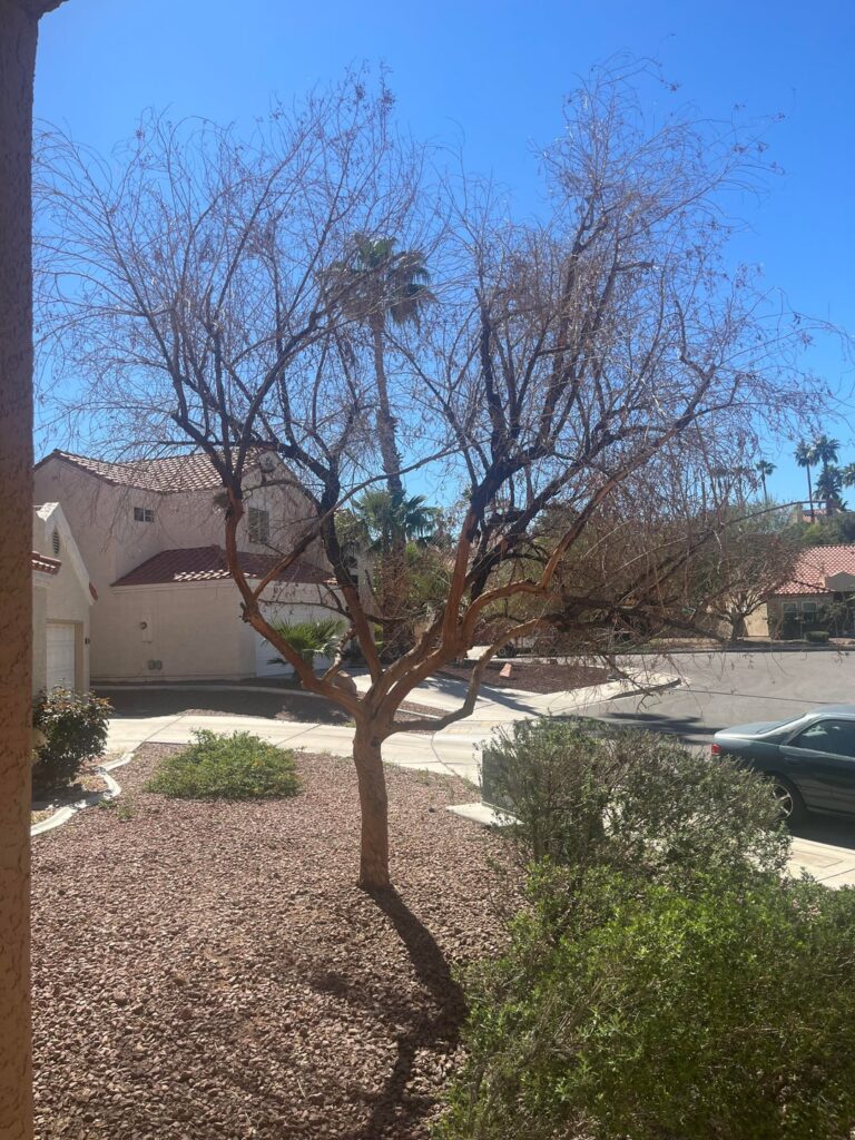 Honey mesquite severe damage